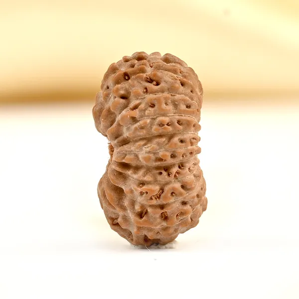 Techpandit_19_Mukhi_Rudraksha_Bead_Indonesia