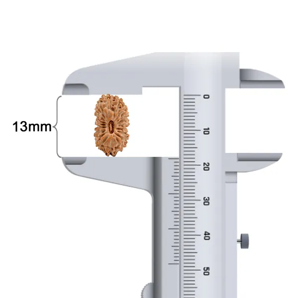 Techpandit_19_Mukhi_Rudraksha_Bead_Indonesia