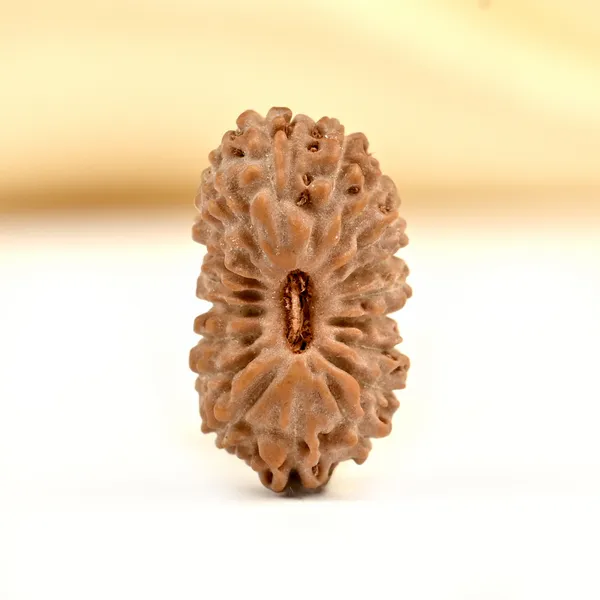 Techpandit_19_Mukhi_Rudraksha_Bead_Indonesia