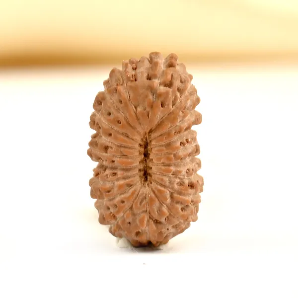 Techpandit_19_Mukhi_Rudraksha_Bead_Indonesia