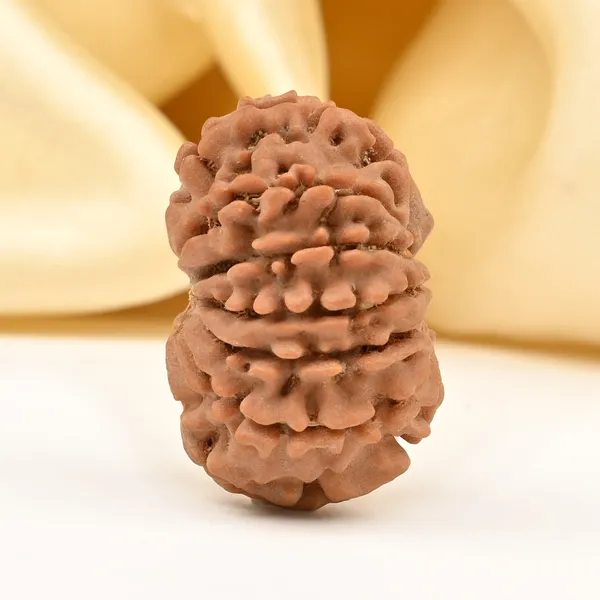 12_Mukhi_From_Nepal_Small_Diii