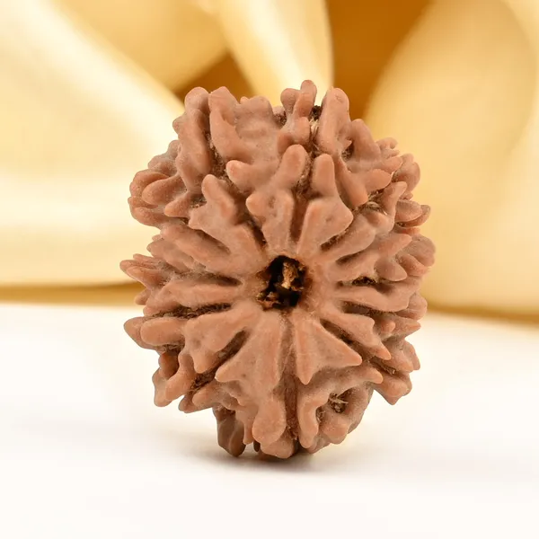 12_Mukhi_From_Nepal_Small_Diii
