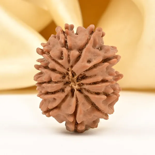 12_Mukhi_From_Nepal_Small_Diii