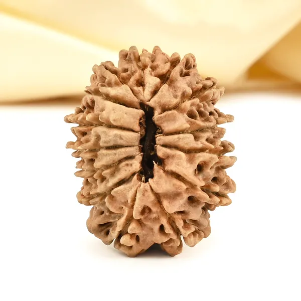 14_Mukhi_From_Nepal_Cclxvii_Small