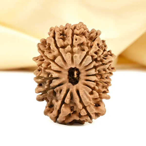 14_Mukhi_From_Nepal_Cclxvii_Small