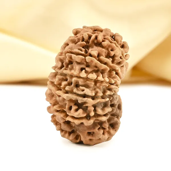 14_Mukhi_From_Nepal_Cclxvii_Small