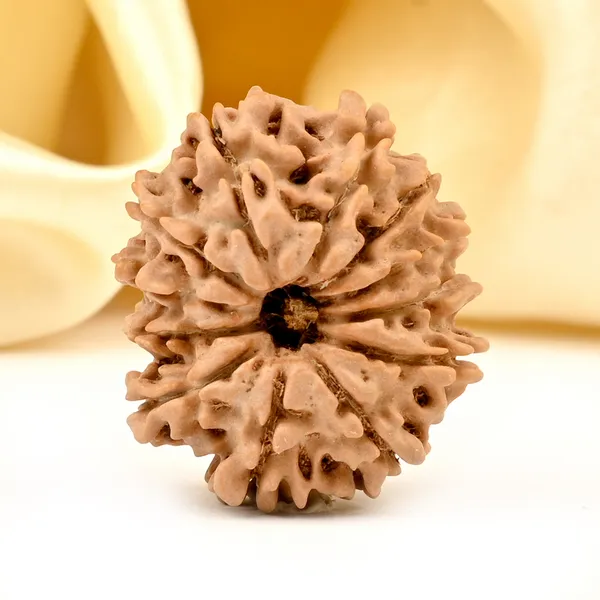 12_Mukhi_From_Nepal_Small_Dviii