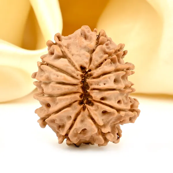12_Mukhi_From_Nepal_Small_Dviii