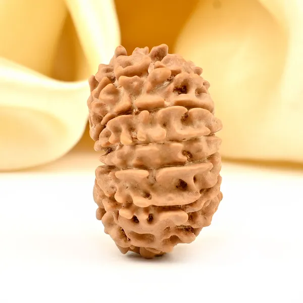 12_Mukhi_From_Nepal_Small_Dviii