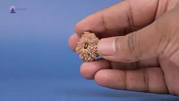 16_Mukhi_From_Nepal_Small_Xl
