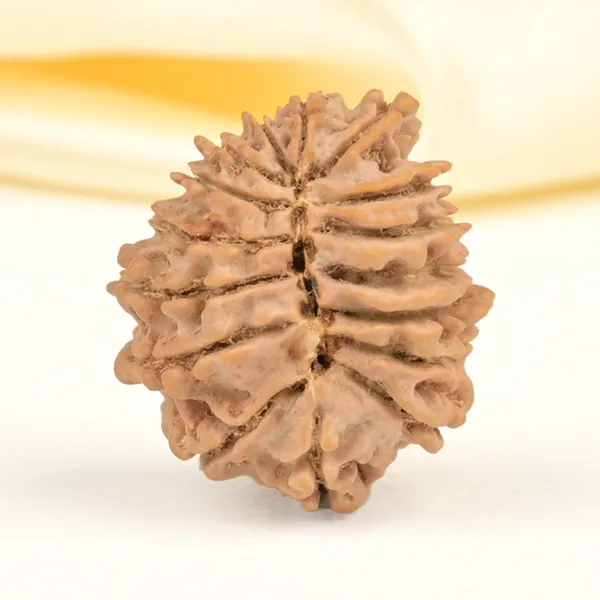 16_Mukhi_From_Nepal_Small_Xl