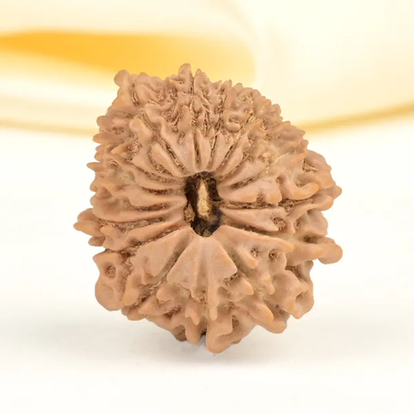 16_Mukhi_From_Nepal_Small_Xl