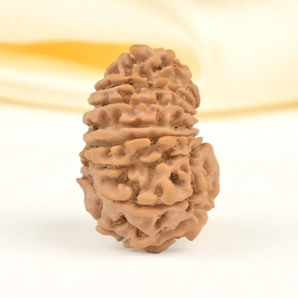 16_Mukhi_From_Nepal_Small_Xl