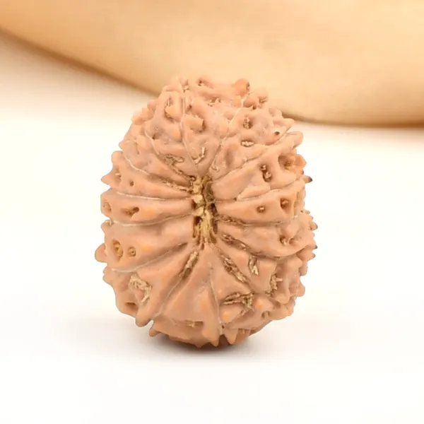 14_Mukhi_Rudraksha_Bead_Indonesia