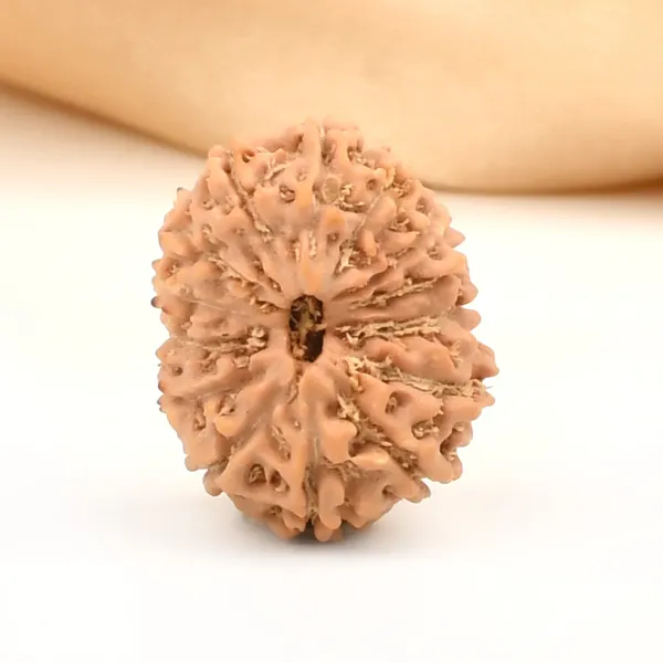 14_Mukhi_Rudraksha_Bead_Indonesia
