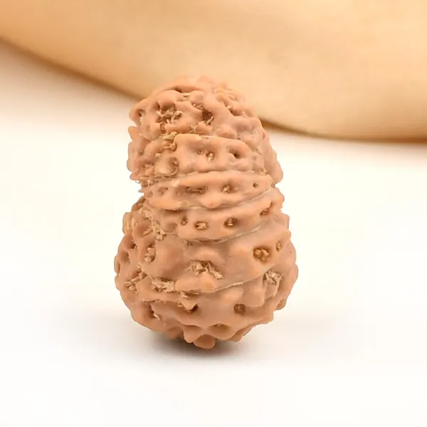 14_Mukhi_Rudraksha_Bead_Indonesia