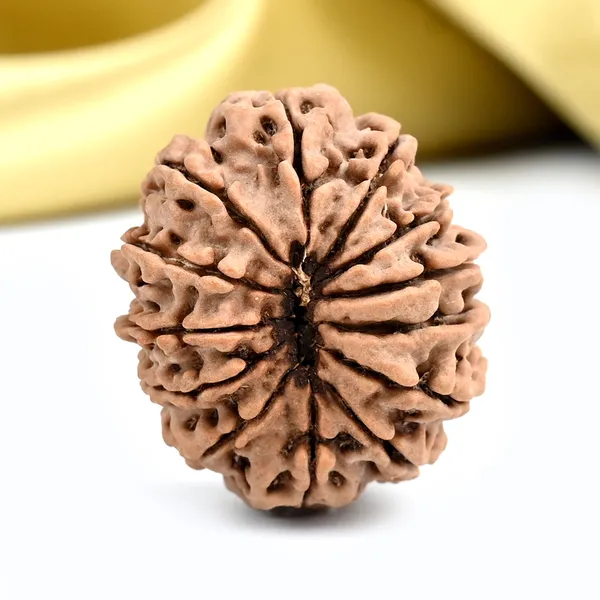 13_Mukhi_From_Nepal_Ccxliii_Small