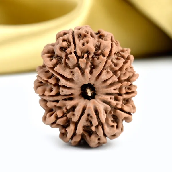 13_Mukhi_From_Nepal_Ccxliii_Small