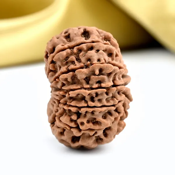 13_Mukhi_From_Nepal_Ccxliii_Small
