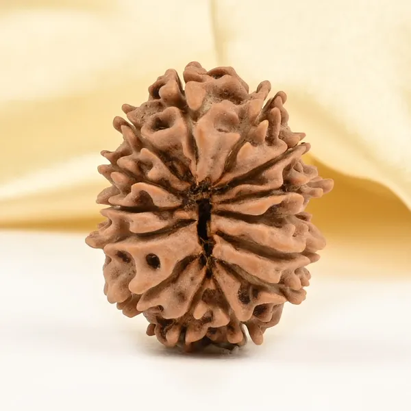14_Mukhi_From_Nepal_Tiny_Xxxiv