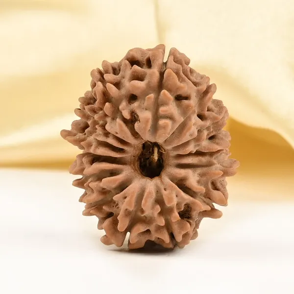 14_Mukhi_From_Nepal_Tiny_Xxxiv