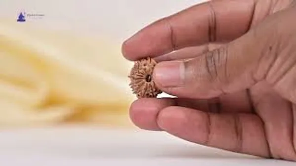 14_Mukhi_From_Nepal_Tiny_Xxxiv