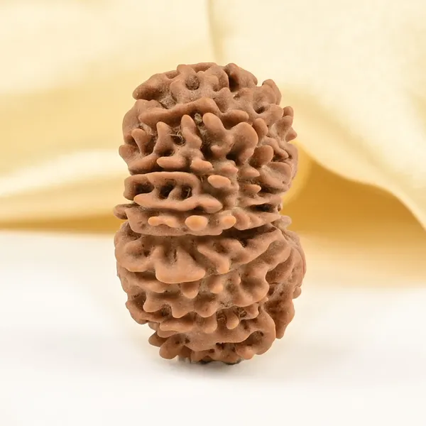 14_Mukhi_From_Nepal_Tiny_Xxxiv
