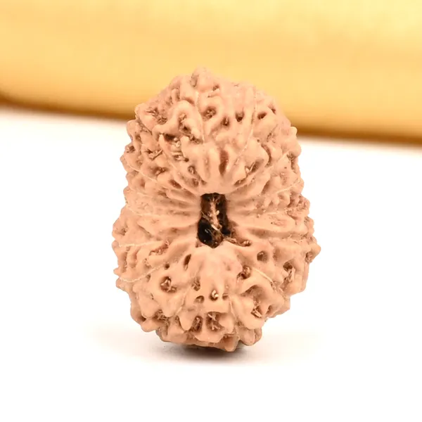 15_Mukhi_From_Java_Indonesia_Large_Cxxxiv