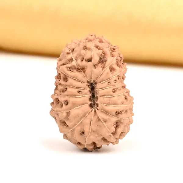 15_Mukhi_From_Java_Indonesia_Large_Cxxxiv
