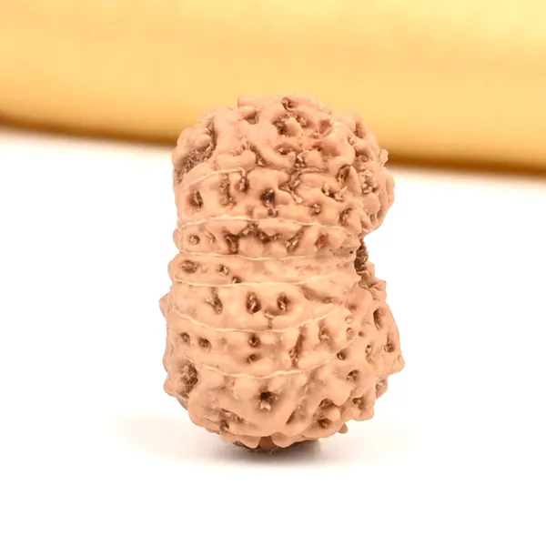 15_Mukhi_From_Java_Indonesia_Large_Cxxxiv