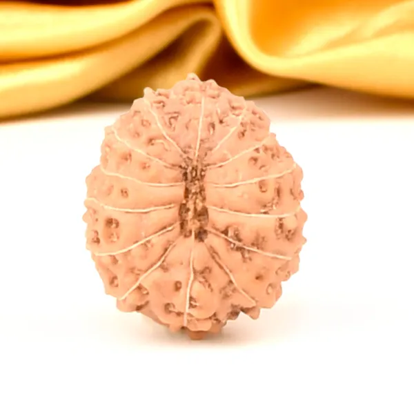 Techpandit_14_Mukhi_Rudraksha_Bead_From_Indonesia