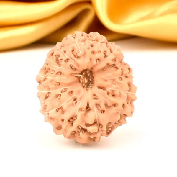 Techpandit_14_Mukhi_Rudraksha_Bead_From_Indonesia