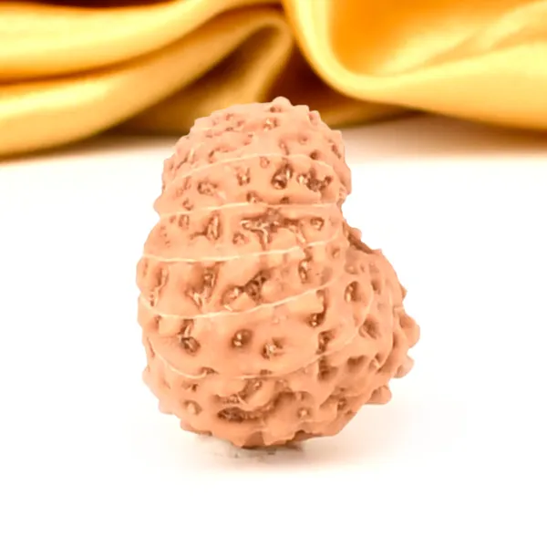 Techpandit_14_Mukhi_Rudraksha_Bead_From_Indonesia