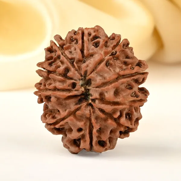 10_Mukhi_From_Nepal_Cccxiv