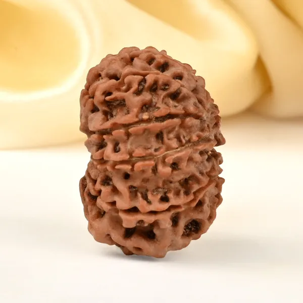 10_Mukhi_From_Nepal_Cccxiv