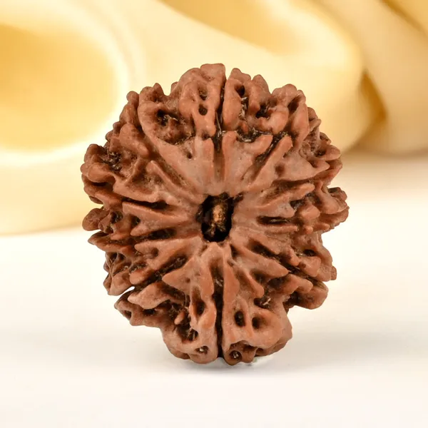 10_Mukhi_From_Nepal_Cccxiv