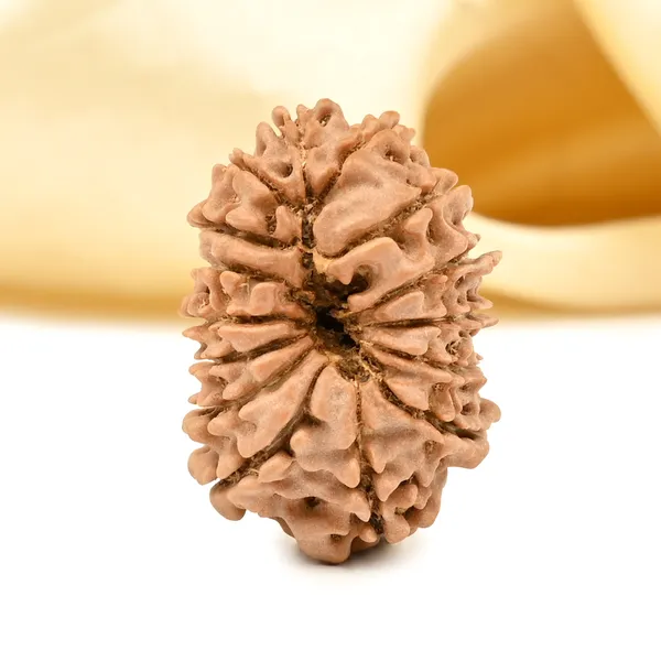 15_Mukhi_Rudraksha_Bead_Nepal