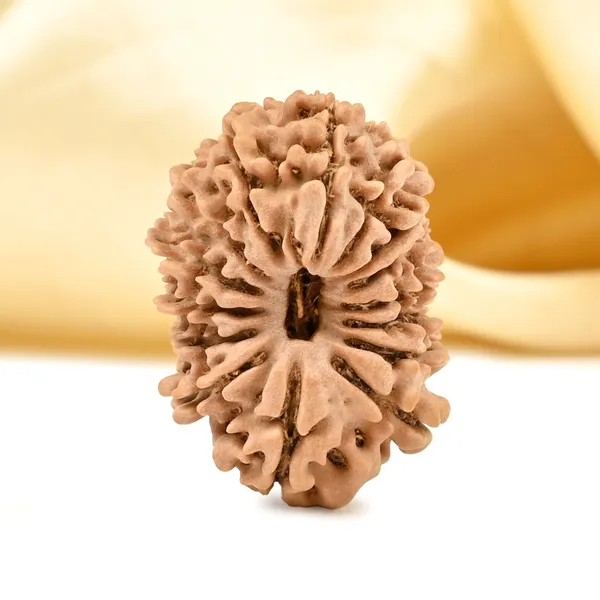 15_Mukhi_Rudraksha_Bead_Nepal