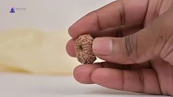 15_Mukhi_Rudraksha_Bead_Nepal