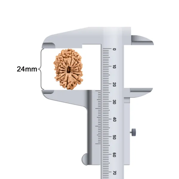 15_Mukhi_Rudraksha_Bead_Nepal