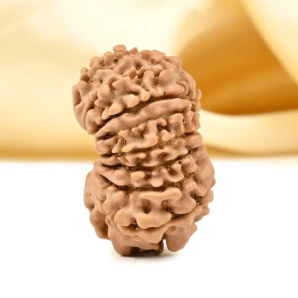 15_Mukhi_Rudraksha_Bead_Nepal