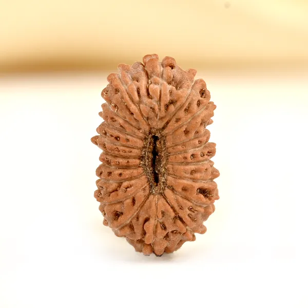 19_Mukhi_From_Java_Indonesia_Small_Cxcviii