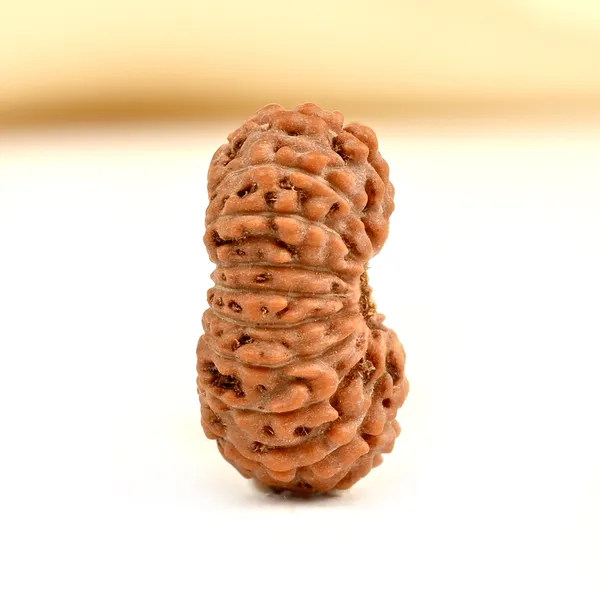 19_Mukhi_From_Java_Indonesia_Small_Cxcviii