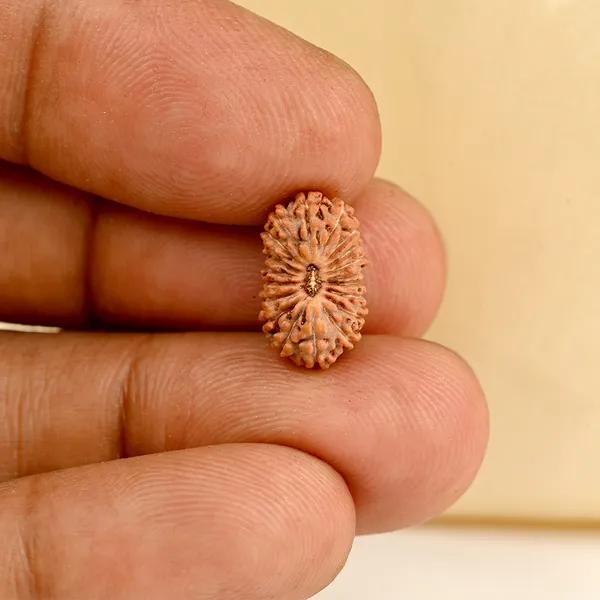 19_Mukhi_From_Java_Indonesia_Small_Cxcviii