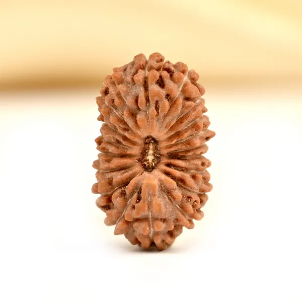 19_Mukhi_From_Java_Indonesia_Small_Cxcviii