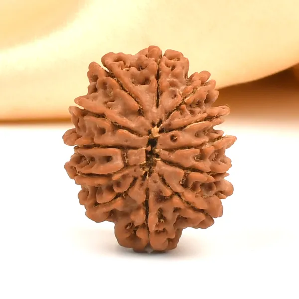 12_Mukhi_From_Nepal_Clxi