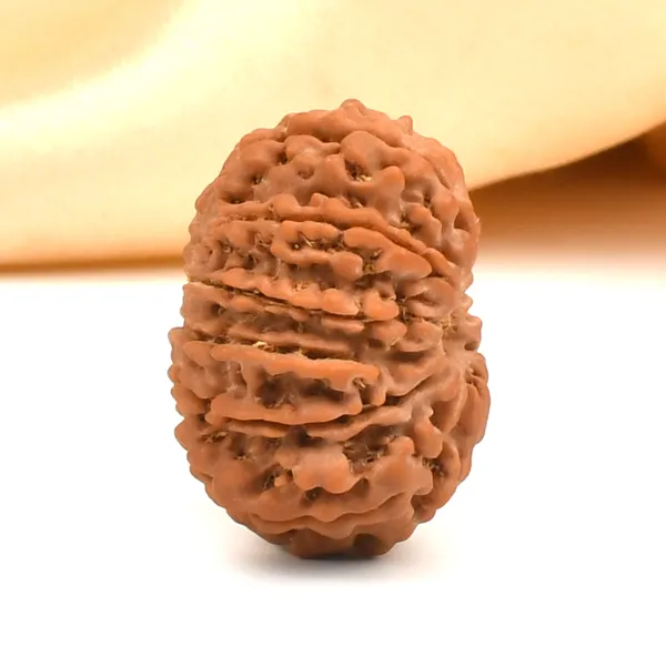 12_Mukhi_From_Nepal_Clxi