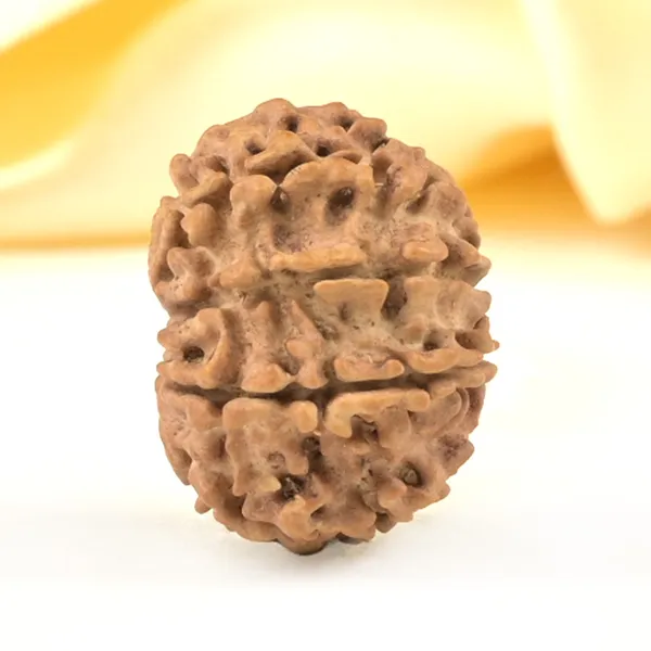 10_Mukhi_From_Nepal_Small_Cccxci