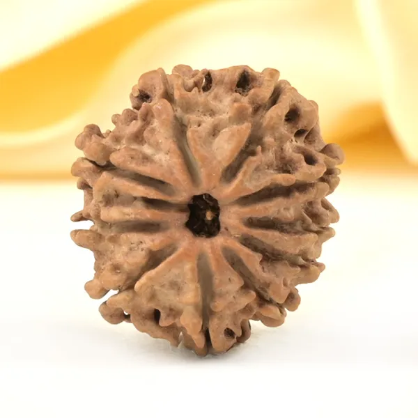 10_Mukhi_From_Nepal_Small_Cccxci