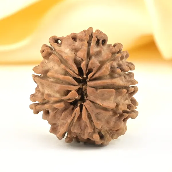 10_Mukhi_From_Nepal_Small_Cccxci